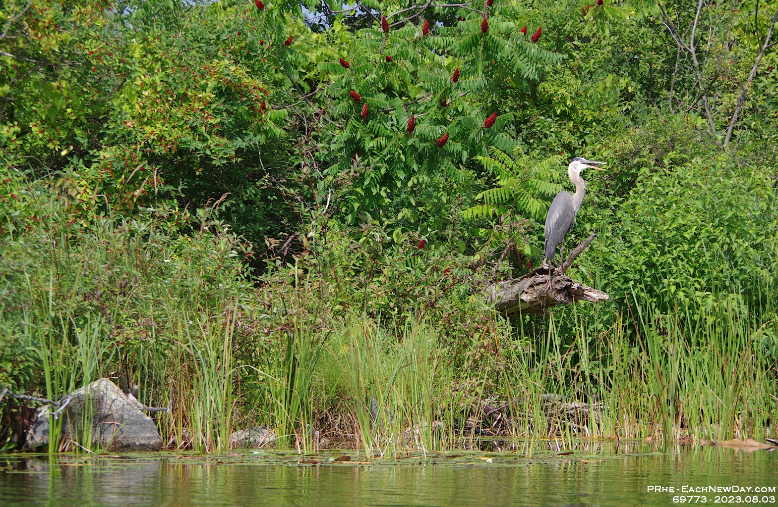 69773CrLeUsm - Vacationing at Hammock Harbour - Kayaking the top end of Lake Couchiching and the channels in Washago